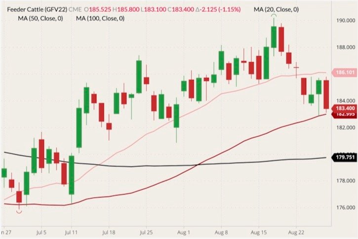 CME October 2022 feeder cattle (candlesticks) with 20-, 50- and 100-day moving averages (pink, dark red and black lines). (Barchart)
