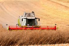 combine harvesting canola