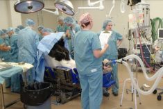 Surgery on a horse at the Western College of Veterinary Medicine&#8217;s equine veterinary medical centre in Saskatoon. (WCVM video screengrab via YouTube)
