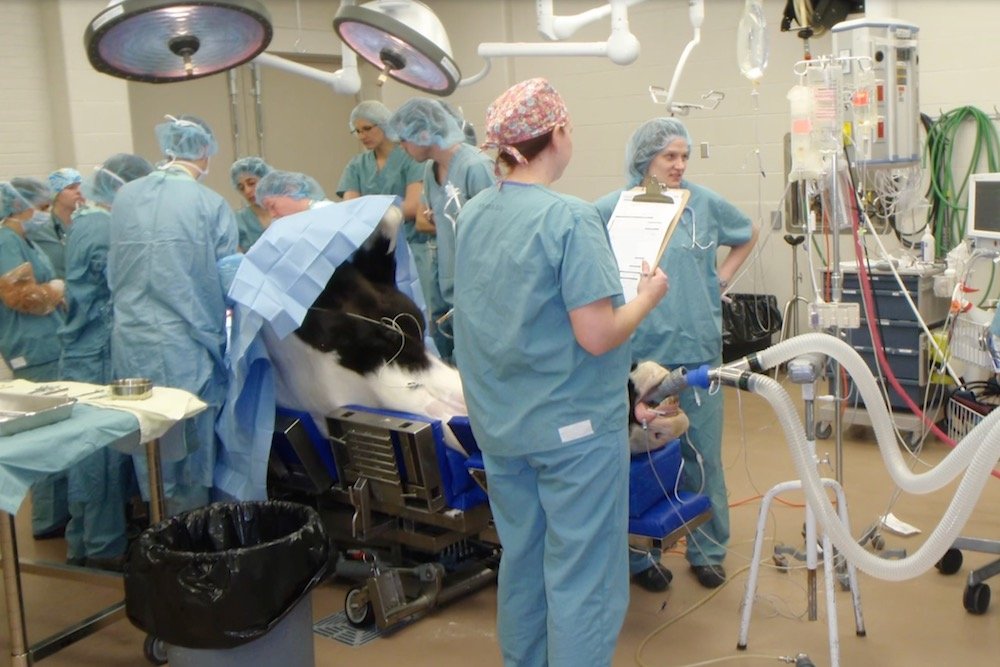Surgery on a horse at the Western College of Veterinary Medicine’s equine veterinary medical centre in Saskatoon. (WCVM video screengrab via YouTube)

