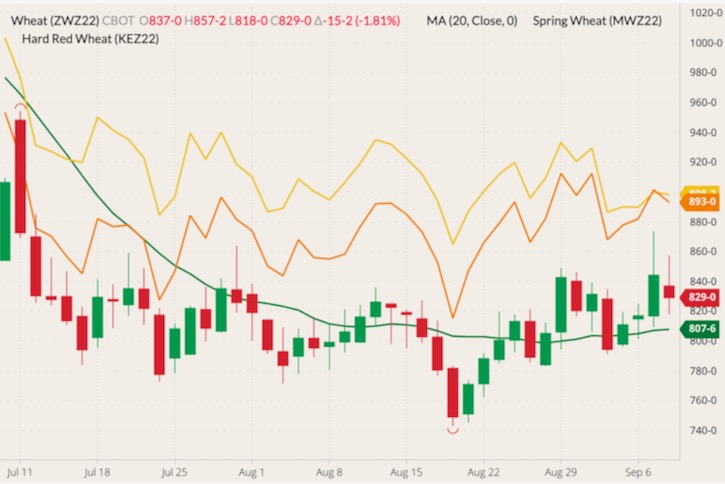 CBOT December 2022 wheat (candlesticks) with 20-day moving average (green line), MGEX December 2022 spring wheat (yellow line) and K.C. December 2022 hard red wheat (orange line). (Barchart)
