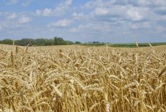 Use of plant growth regulators (PGRs) is on the rise to protect wheat crops being managed more intensively.