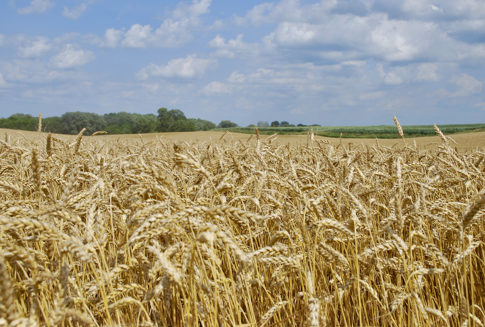 Use of plant growth regulators (PGRs) is on the rise to protect wheat crops being managed more intensively.