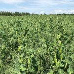 File photo of a pea crop south of Ethelton, Sask. on Aug. 1, 2019. (Dave Bedard photo)