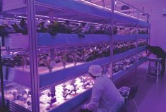 The OCN Smart Farm is located in the Veterans Hall of the Opaskwayak Cree Nation near The Pas, Man.