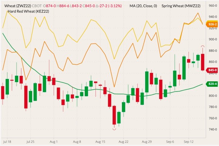 CBOT December 2022 soft red winter wheat (candlesticks) with 20-day moving average (green line), MGEX December 2022 spring wheat (yellow line) and K.C. December 2022 hard red wheat (orange line). (Barchart)
