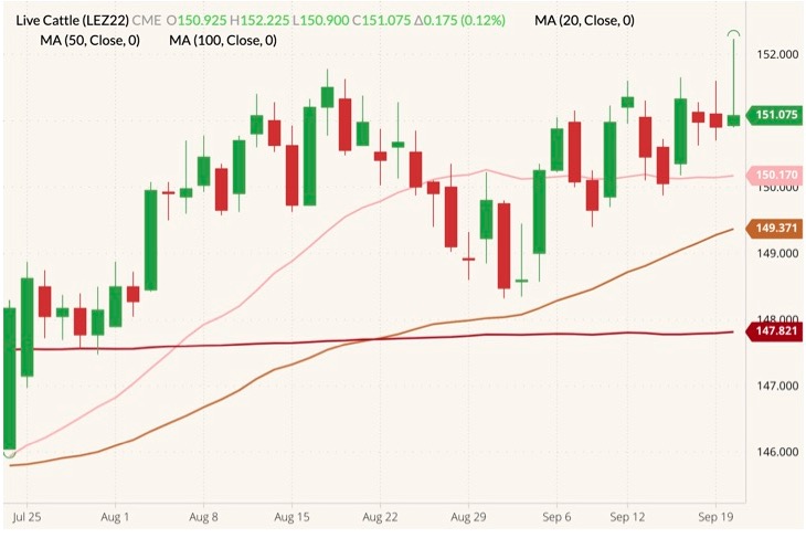 CME December 2022 live cattle (candlesticks) with 20-, 50- and 100-day moving averages (pink, brown and dark red lines). (Barchart)
