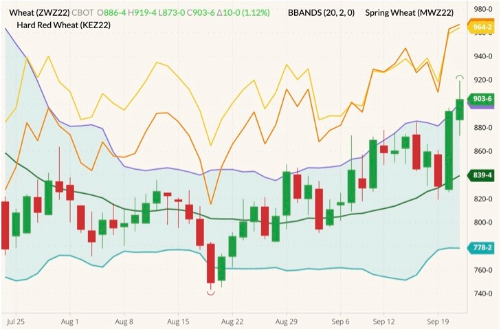 CBOT December 2022 soft red winter wheat (candlesticks) with Bollinger bands (20,2), MGEX December 2022 hard red spring wheat (yellow line) and K.C. December 2022 hard red winter wheat (orange line). (Barchart)
