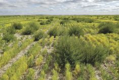 Kochia is a particular problem for lentils, as there are no post-emergent options for control.