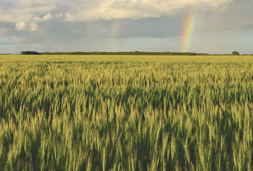 “There is uncertainty every spring about the conditions you’re going to experience, so a broad-spectrum seed treatment is always a worthwhile addition.” – David Kaminski, Manitoba Agriculture.