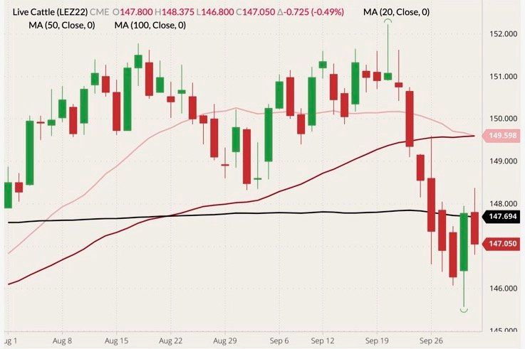 CME December 2022 live cattle (candlesticks) with 20-, 50- and 100-day moving averages (pink, red and black lines). (Barchart)
