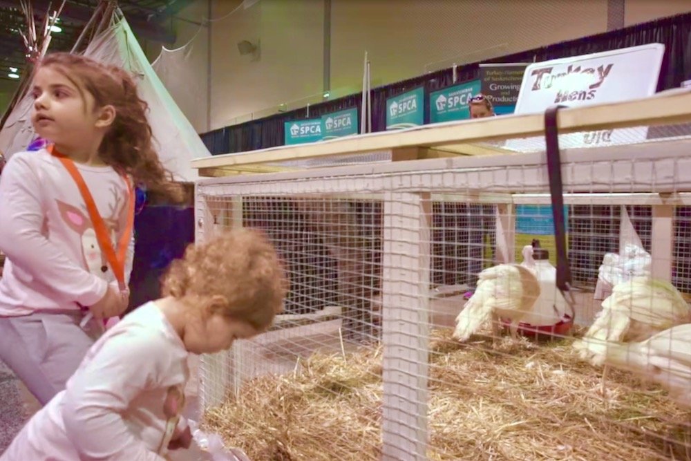 Screengrab of turkeys on display at Canadian Western Agribition in Regina, from a 2017 promotional video. (CWA video screengrab via YouTube)
