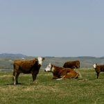 Photo: Canada Beef Inc.