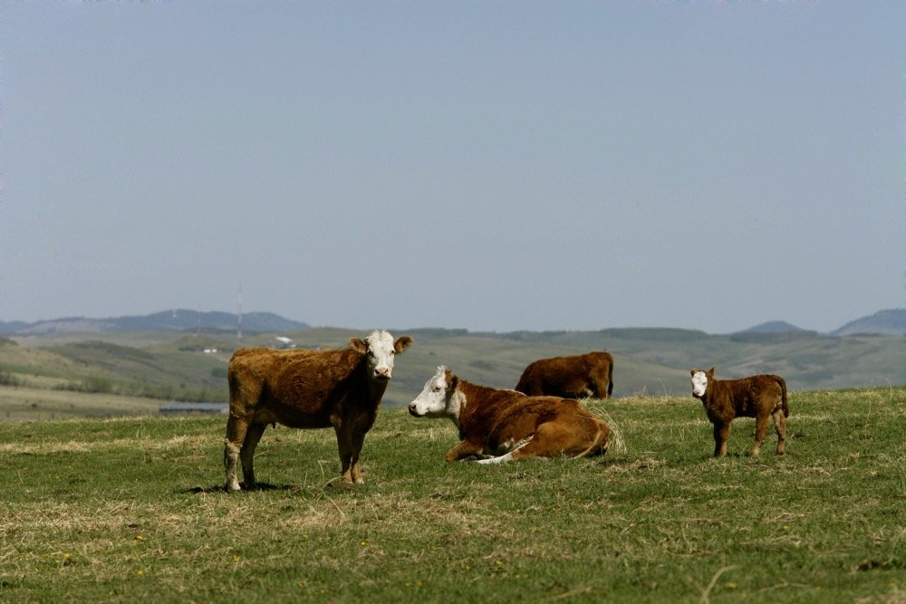 Photo: Canada Beef Inc.
