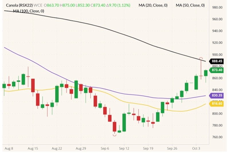ICE November 2022 canola (candlesticks) with 20-, 50- and 100-day moving averages (yellow, purple and black lines). (Barchart)