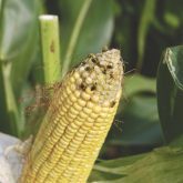 The RNAi trait in SmartStax Pro prevents the production of a specific protein in CRW, without which it can’t survive.