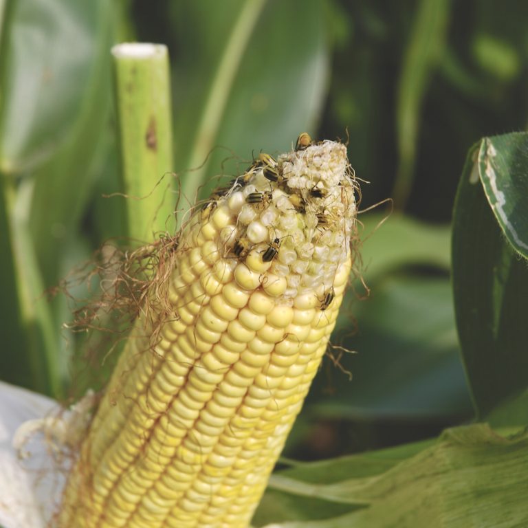 A new trait for corn rootworm Country Guide