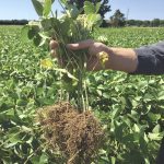 Healthy roots later in the season mean soybeans are better able to withstand stress, including drought conditions.