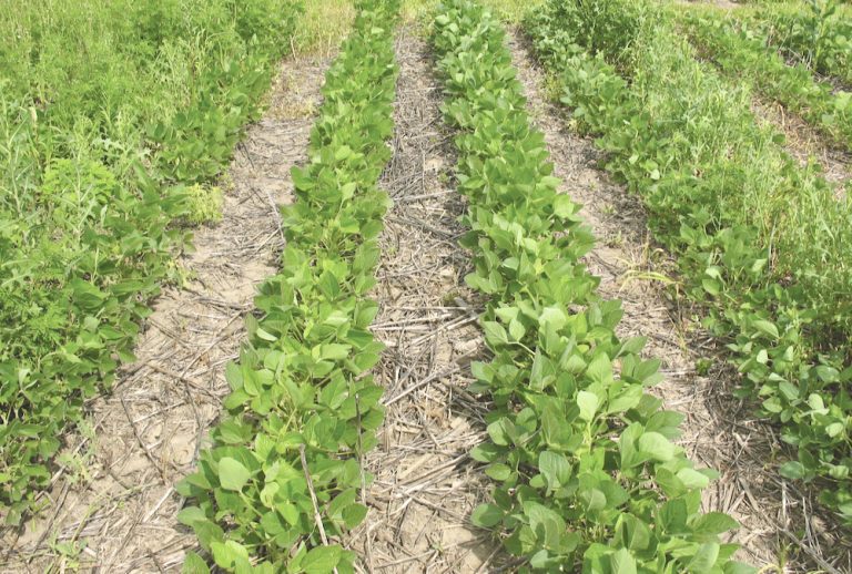 Impact of delayed postemergence herbicide in soybean Country Guide