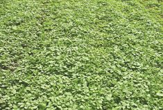 Another example of good weed control in soybean with Roundup.