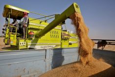 A combine unloads wheat on the outskirts of Ahmedabad in western India on March 16, 2022. (Photo: Reuters/Amit Dave)