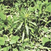 While corn is generally more sensitive to yield loss from weeds, soybeans are more sensitive to Canada fleabane. In field trials, Peter Sikkema found the average yield loss in soybean to be 61 per cent versus 52 per cent in corn.