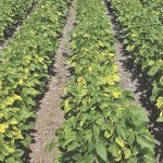Despite late-season symptoms of K deficiency, there was no yield difference between treated and untreated plots.