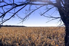 Corn west of Mitchell, Man. on Oct. 17, 2018. (Dave Bedard photo)