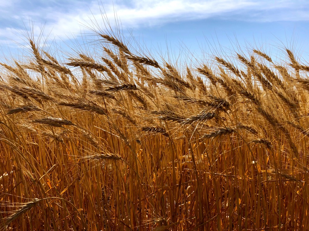 AAFC made some small tweaks in its estimates for the 2022/23 wheat crop.  Photo: Greg Berg
