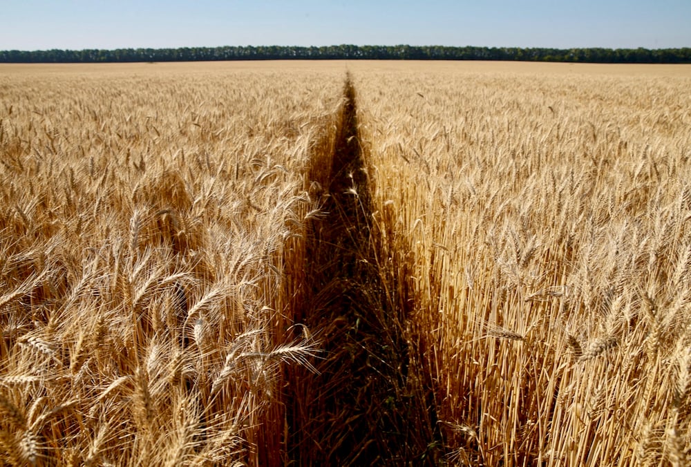A wheat field near the village of Zhovtneve, Ukraine in 2016.  Photo: Reuters/Valentyn Ogirenko/File
