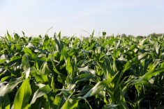 At 11 on-farm locations across Manitoba in 2020, only four sites showed a statistically significant yield difference.