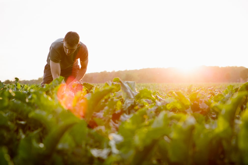Investors are increasingly focusing on links between a healthy food system and efforts to fight global warming and preserve biodiversity.  Photo: fotografixx/Getty Images
