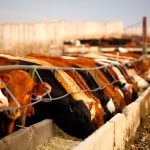 Prices for feed barley and feed wheat in Alberta are higher than last year. Photo: Canada Beef
