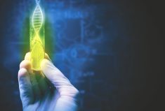 “Now, Canadian companies and researchers have a more level playing field, whether they are using gene editing or not.” – Krista Thomas, Canada Grains Council.