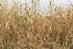 An oat/lentil combination was one of the intercrops on display at the Avena field day.