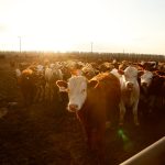 Photo: Canada Beef