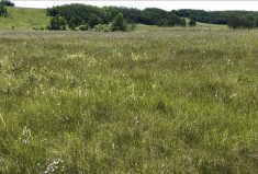 Native pasture near North Battleford, Sask. It’s estimated that 80 to 85 per cent of Canadian native grasslands have disappeared.