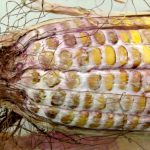Mycotoxins, such as vomitoxin, are produced primarily by Gibberella ear moulds (seen here) and can be disruptive when fed to livestock, especially hogs. Photo: OMAFRA