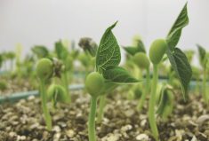 Research conducted at AAFC London will raise the protein profile in all classes of dry edible beans.