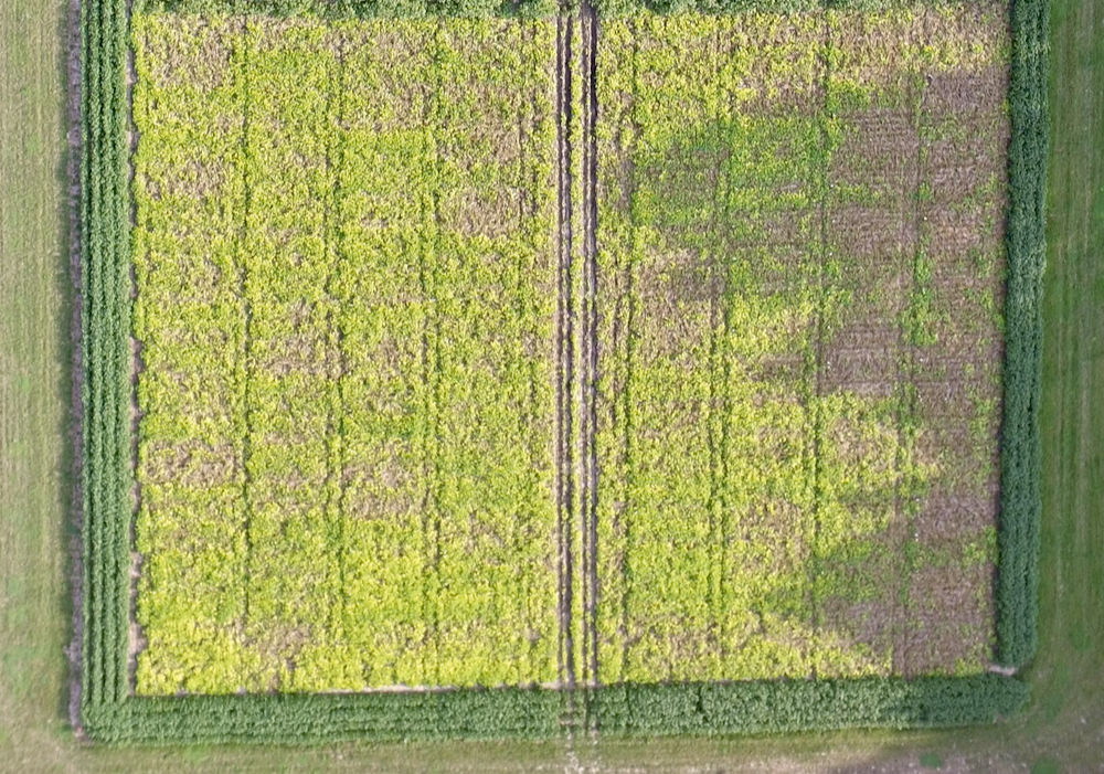 An overhead photo of the plots from a drone.