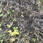 The untreated check in the plot.