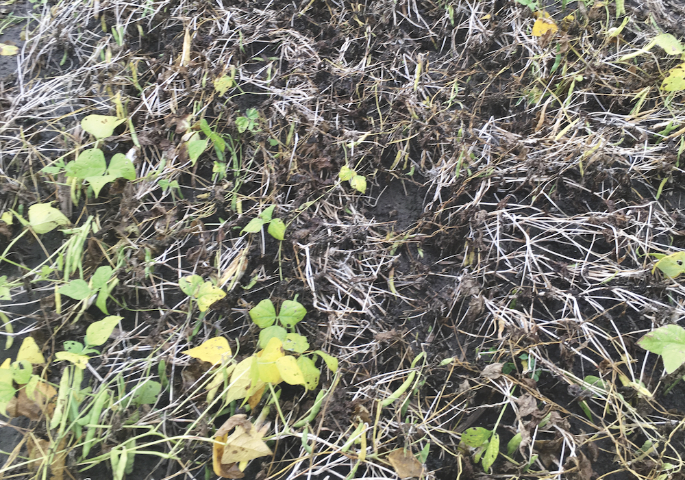 The untreated check in the plot.