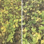 Allegro (left) and Propulse (right) are the fungicides commonly used by dry bean growers.