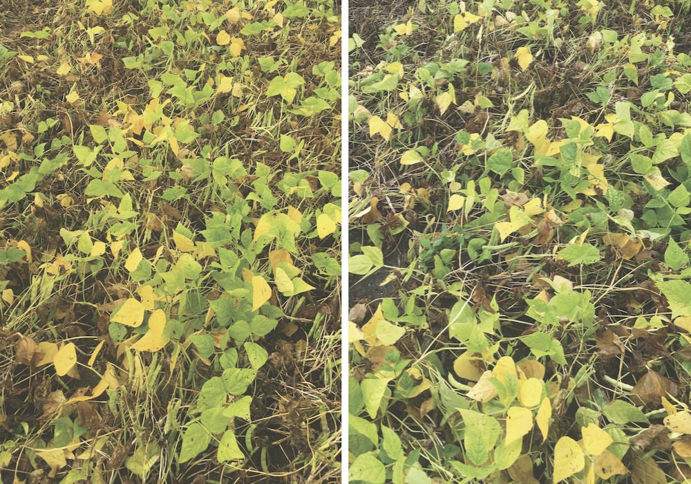 Allegro (left) and Propulse (right) are the fungicides commonly used by dry bean growers.
