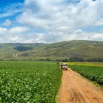 File photo of a soybean plantation in Brazil. (Mailson Pignata/iStock/Getty Images)