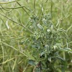 Infected plants are often taller than healthy ones and stay green when the rest of the field is senescing. Flowers turn green and seeds sprout inside pods.