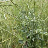 Infected plants are often taller than healthy ones and stay green when the rest of the field is senescing. Flowers turn green and seeds sprout inside pods.