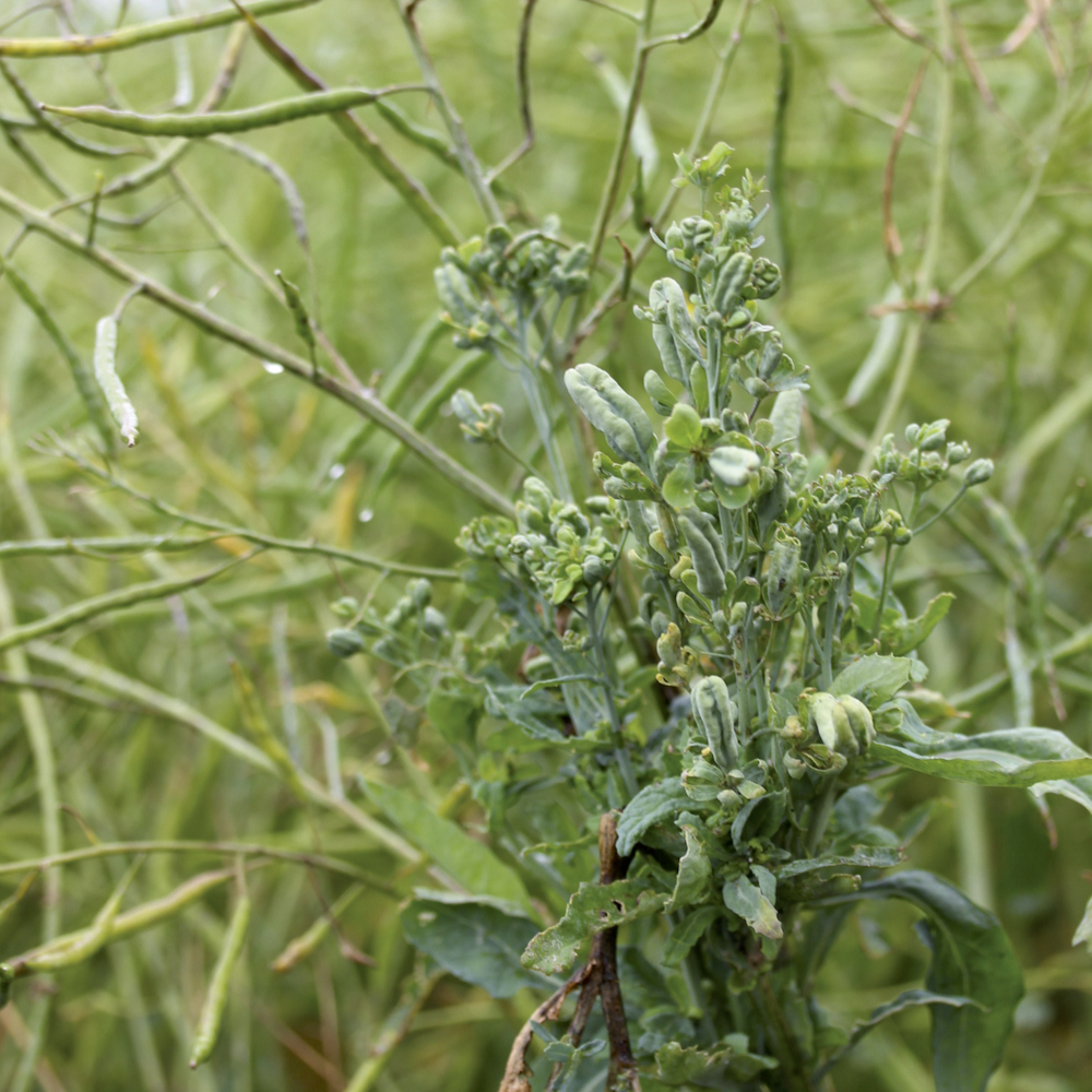 Infected plants are often taller than healthy ones and stay green when the rest of the field is senescing. Flowers turn green and seeds sprout inside pods.