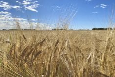 CDC Churchill, shown here in a field in Alberta, is one of the latest malting barley varieties available to growers.