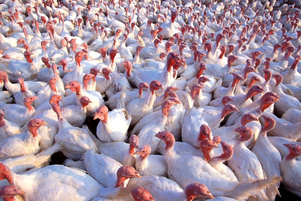 (Scott Bauer photo courtesy ARS/USDA)
